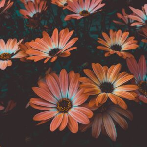 Floral Wallpaper