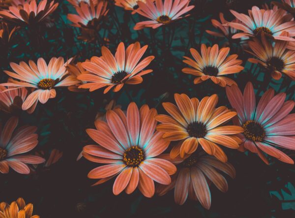 Floral Wallpaper